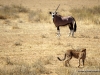gepard-und-einhoerniger-oryx-kalahari