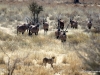 gepard-und-oryx-kalahari