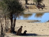 geparden-und-oryx-am-wasserloch-kalahari