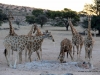 giraffen-beim-trinken-kalahari