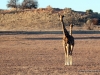 giraffen-kalahari