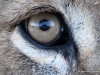 im-auge-des-loewen-kalahari