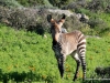 junges-bergzebra-west-coast-nationalpark