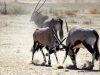 kaemfende-oryx-kalahari