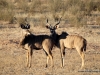 kudus-kalahari