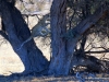 leopard-in-kalahari