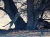leopard-kalahari