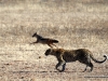 leopard-und-schakal-in-kalahari