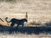 leopard-und-schakal-kalahari