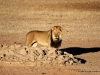 loewe-am-wasserloch-kalahari