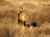 loewe-nach-der-paarung-kalahari