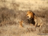 loewen-bei-der-paarung-kalahari