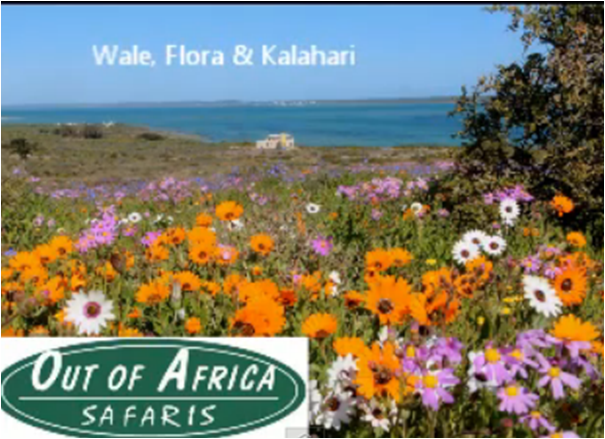 Wale Flora und Kalahari