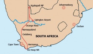 Wale, Flora, Kalahari