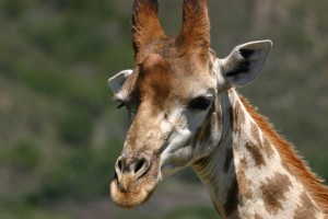 suedafrika-safari