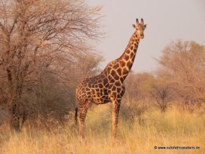 Namibia