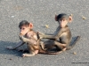 baby-baboons