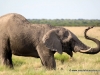 43_elefant
