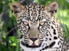 45_leopard