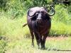 duma-sa-2012-buffalo-kruger