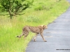 duma-sa-2012-cheetah-crossing-2