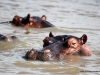 duma-sa-2012-hippos