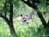 duma-sa-2012-hyena