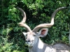 duma-sa-2012-kudu