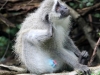 duma-sa-2012-monkey-2