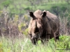 duma-sa-2012-rhino