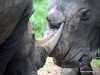 duma-sa-2012-rhinos-fighting