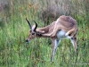 duma-sa-2012-springbok