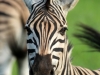 duma-sa-2012-zebra