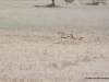 gepard-kalahari