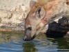 hyaene-am-wasserloch