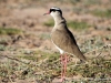 crowned-plover