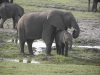elefanteen-chobe-elephants-chobe