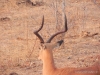 impala-chobe
