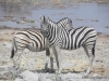 zebras-2-etosha