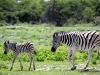 zebras-etoscha-nationalpark