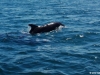 delfin-dolphin