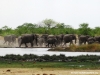 elefanten-elephants