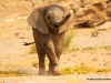 babyelefant-etoscha