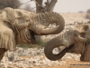 gespraech-unter-elefanten