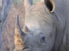 breitmaulnashorn-white-rhino_0