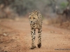 gepard-2-cheetah-2