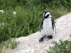 pinguinpenguin_boulders_beach