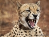 gepard-3-cheetah-3