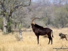 rappenantilope-sebal-antilope