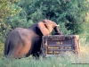Elefant 5